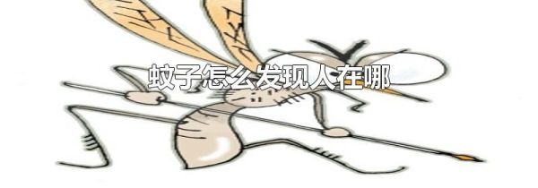 蚊子怎么发现人在哪
