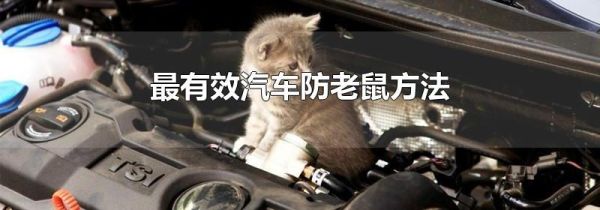 最有效汽车防老鼠方法