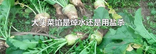 大头菜馅是焯水还是用盐杀