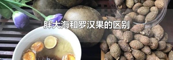 胖大海和罗汉果的区别