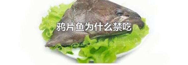 鸦片鱼为什么禁吃