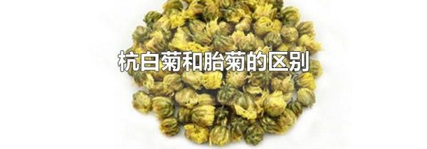 杭白菊和胎菊的区别
