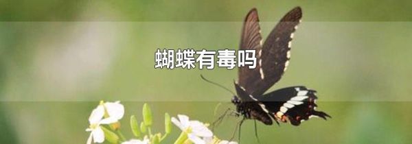 蝴蝶有毒吗