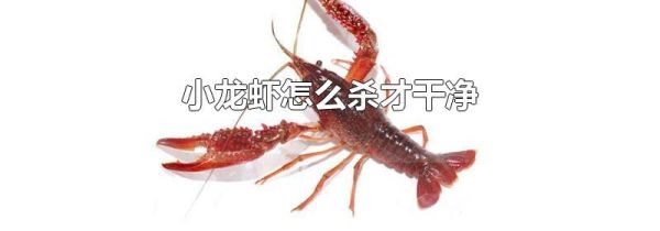 小龙虾怎么杀才干净