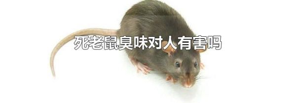 死老鼠臭味对人有害吗