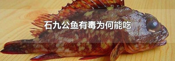 石九公鱼有毒为何能吃