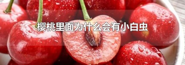 樱桃里面为什么会有小白虫
