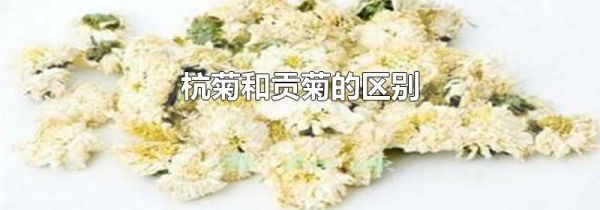 杭菊和贡菊的区别