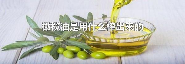 橄榄油是用什么榨出来的
