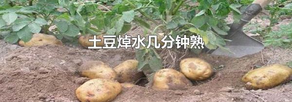 土豆焯水几分钟熟