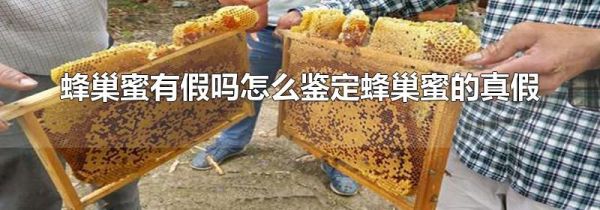 蜂巢蜜有假吗怎么鉴定蜂巢蜜的真假