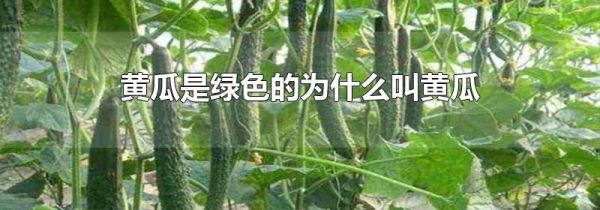 黄瓜是绿色的为什么叫黄瓜