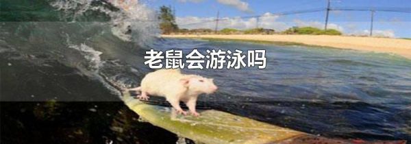 老鼠会游泳吗