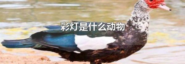 彩灯是什么动物