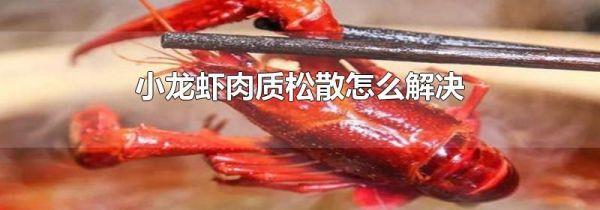 小龙虾肉质松散怎么解决