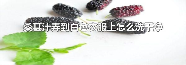 桑葚汁弄到白色衣服上怎么洗干净