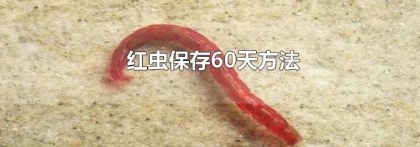 红虫保存60天方法