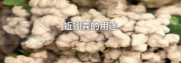 蚯蚓粪的用途
