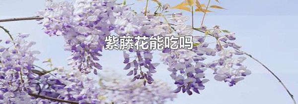 紫藤花能吃吗