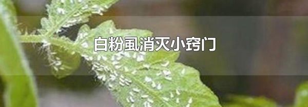 白粉虱消灭小窍门