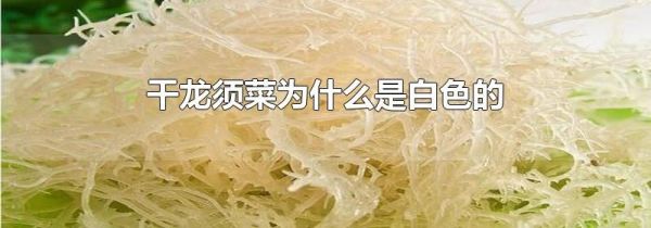 干龙须菜为什么是白色的