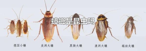 蟑螂是昆虫吗