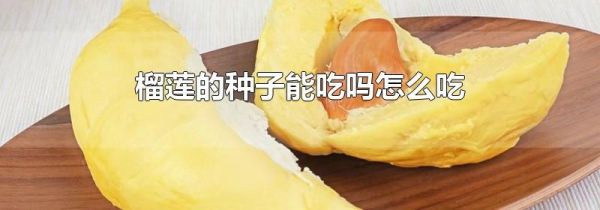 榴莲的种子能吃吗怎么吃