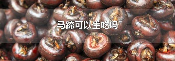 马蹄可以生吃吗
