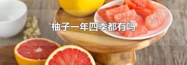 柚子一年四季都有吗