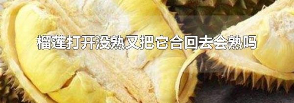 榴莲打开没熟又把它合回去会熟吗