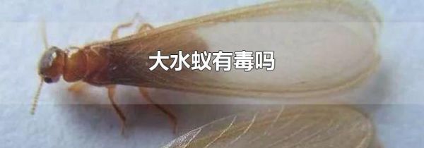 大水蚁有毒吗