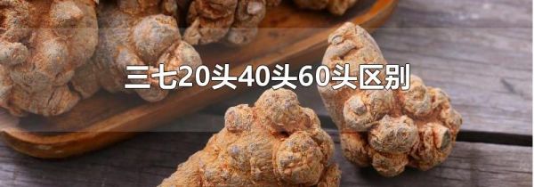 三七20头40头60头区别