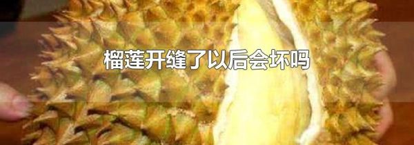榴莲开缝了以后会坏吗