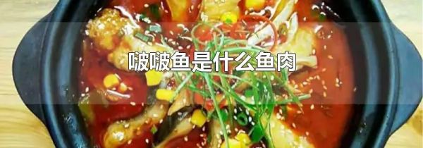 啵啵鱼是什么鱼肉