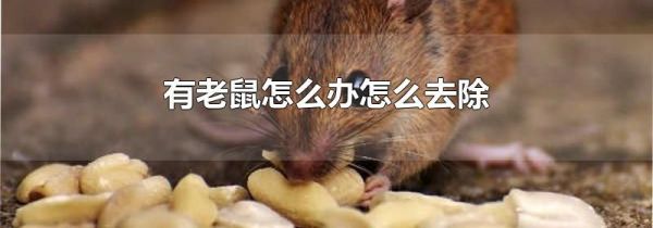 有老鼠怎么办怎么去除