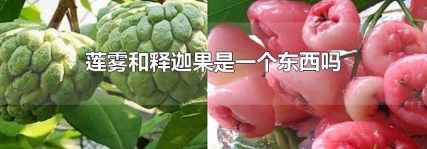 莲雾和释迦果是一个东西吗