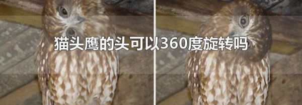 猫头鹰的头可以360度旋转吗