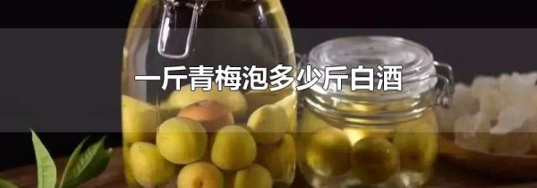 一斤青梅泡多少斤白酒
