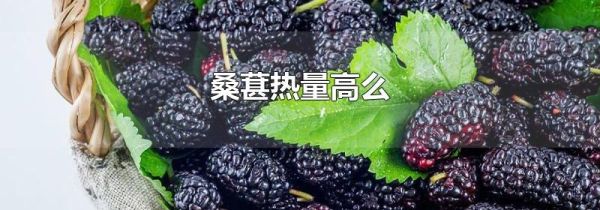 桑葚热量高么