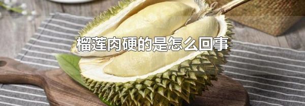 榴莲肉硬的是怎么回事