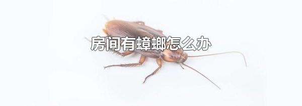 房间有蟑螂怎么办