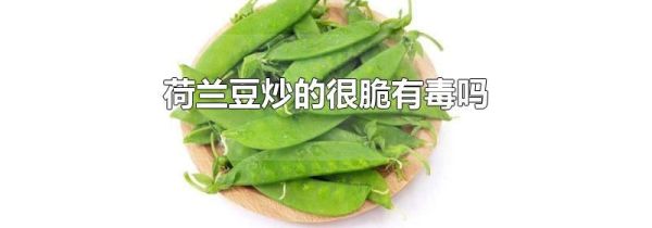 荷兰豆炒的很脆有毒吗