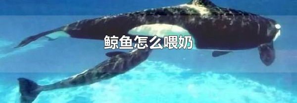 鲸鱼怎么喂奶