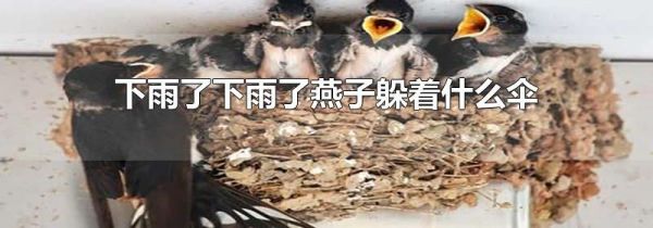 下雨了下雨了燕子躲着什么伞