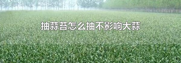 抽蒜苔怎么抽不影响大蒜