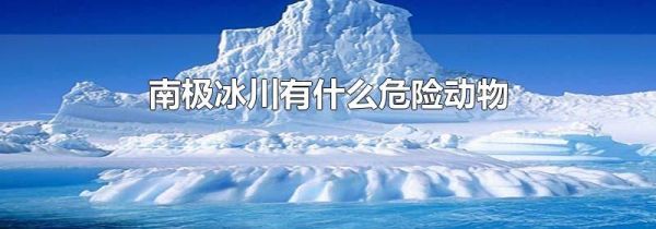 南极冰川有什么危险动物