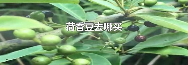 荷香豆去哪买