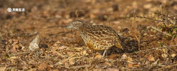 鹌鹑是鸡还是鸟 鹌鹑是鸡吗