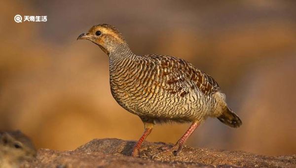 鹌鹑是鸡还是鸟 鹌鹑是鸡吗