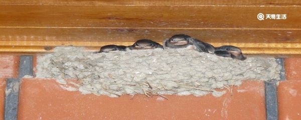 燕子怎么筑巢 燕子是怎么筑巢的